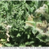 vanes cardui larva5 volg2